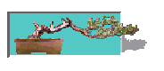 [Bonsai Image]