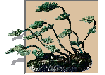 [Bonsai Image]